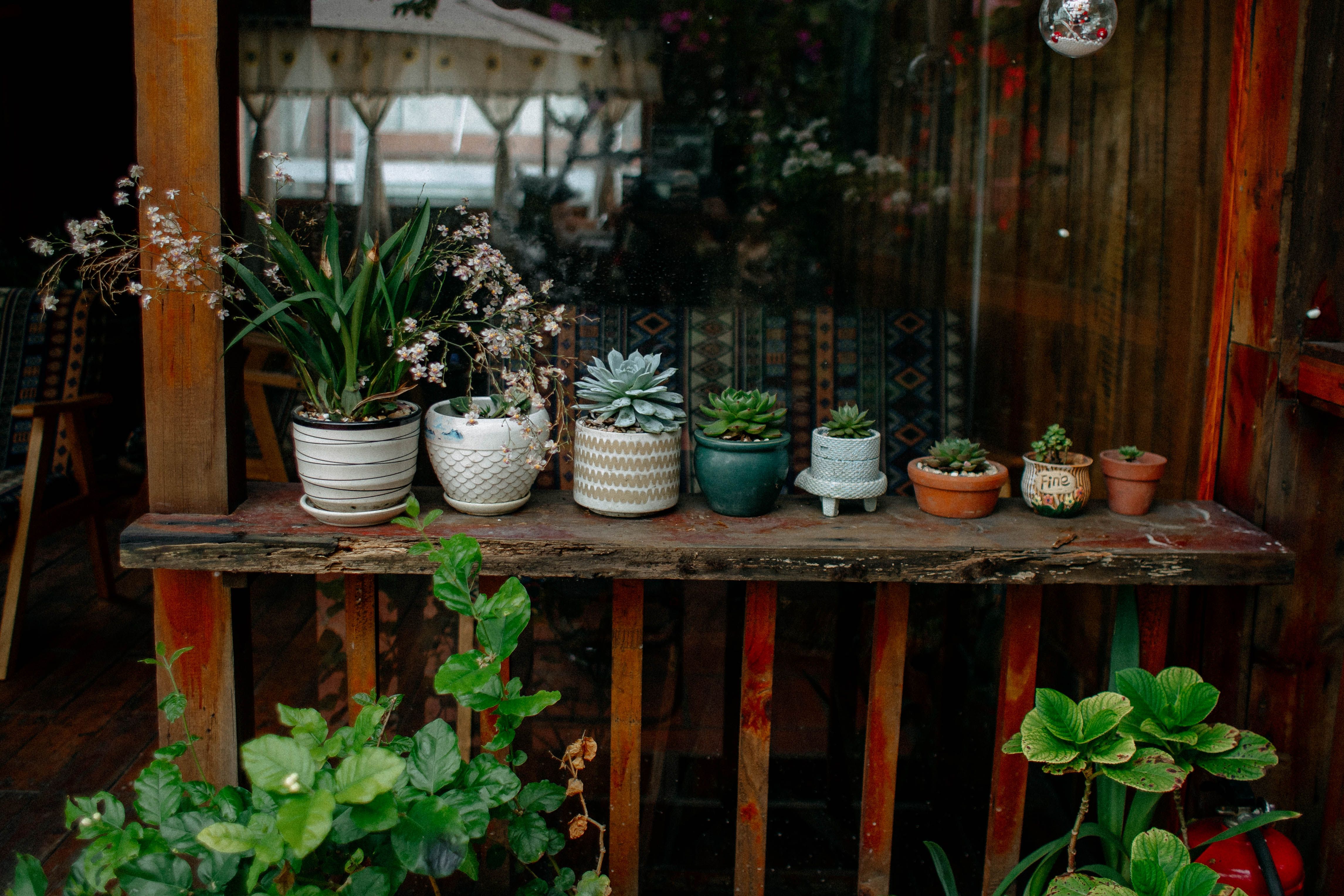 A row of small potted succulents and a flowering plant sitting on a weathered wooden shelf with green foliage below.